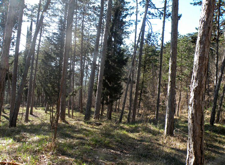 Crosta bianca dalla pinetina di Vezzano (RE) (Skeletocutis p